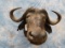 CAPE BUFFALO SH MT