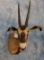 FRINGE EARED ORYX SH MT (TXRESONLY)