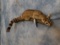 RINGTAIL CAT