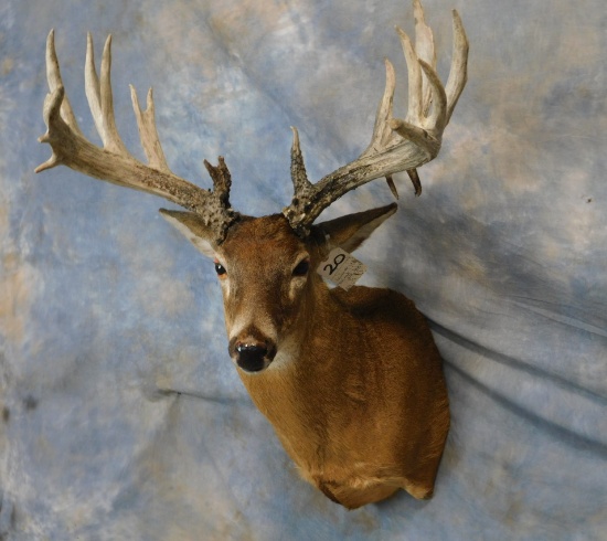 300" LARGE  WHITETAIL SH MT