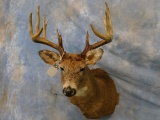 12PT NORTH WHITETAIL