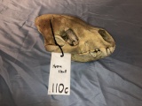 HYENA SKULL