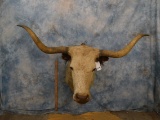 BROWN AND WHITE SPECKLED LONGHORN MT