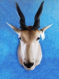 ELAND SM