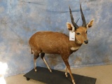 FB BUSHBUCK