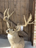 16 PT MULE DEER