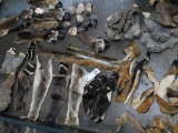 APPROX 50 HIDE & HOOF ITEMS - INCLUDING HIPPO FEET (ONE$)