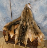 3 COYOTE HIDES (3x$)