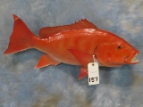 RED FISH