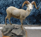 FB STONE SHEEP