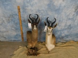 1 CHOCOLATE SPRINGBOK PED & 1 WHITE SPRINGBOK PED (2x$)