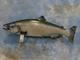 LAKE TROUT