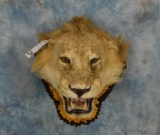 MOUNTED LION HEAD (TXRESONLY)