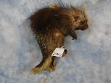 FB PORCUPINE