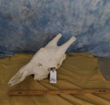 XL GIRAFFE SKULL