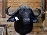 CAPE BUFFALO SH MT