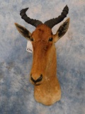 HARTEBEEST SH MT