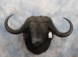 CAPE BUFFALO SH MT 47.5