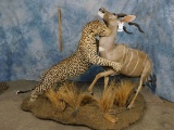 FB LEOPARD ATTACKING LESSER KUDU (TXRESONLY) (ONE$)