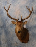 RED STAG