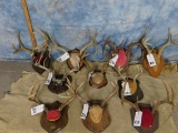 10 DEER RACKS (10x$)