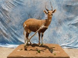 FB BUSHBUCK