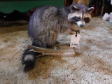 FB RACCOON