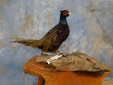 BLACK RING NECK PHEASANT