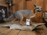 FB GREY FOX