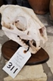 LEOPARD SKULL ON PLAQUE (TX RES ONLY)