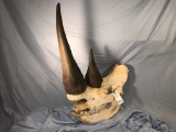 WHITE RHINO SKULL W/REPRODUCTION HORNS(TXRESONLY)