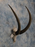 SABLE SKULL