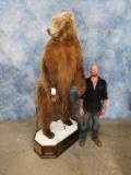 XL FB BROWN BEAR -AWESOME