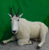 FB MTN GOAT