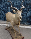 FB KUDU -ROUGH -SOLD AS IS