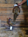 2 PHEASANTS (2x$)