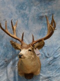 MULE DEER SH MT