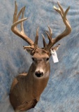 XL WHITETAIL SH MT