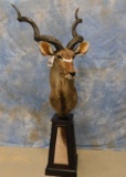 SOUTHERN GREATER KUDU PED