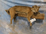 FB BOBCAT ON LIMB