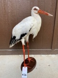 EUROPEAN WHITE STORK