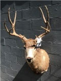 NICE 5x5 MULE DEER SH MT