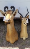 1 HARTEBEEST 1 IMPALA (2x$)