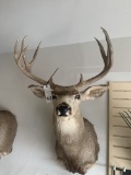 9 PT MULE DEER