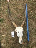 XL WATERBUCK SKULL & HORNS