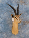 GAZELLE SH MT