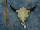 BUFFALO SKULL