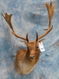 FALLOW DEER SH MT