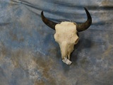 LARGE VERY NICE HERD BULL BUFFALO SKULL