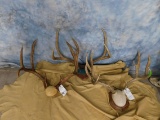 3 MULE DEER RACKS ON PLAQUES (3x$)